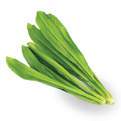 Culantro/Sawleaf