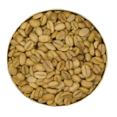 Robusta Coffee Seedlings – TR11 Variety (Disease Resistance)
