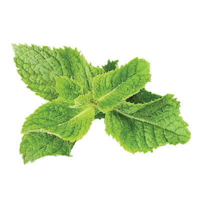 Spicy Mint