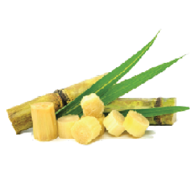 Sugarcane