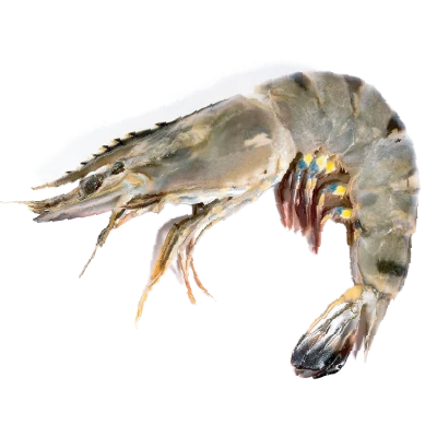 Black Tiger Shrimp