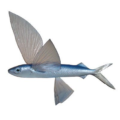 Flying Fish