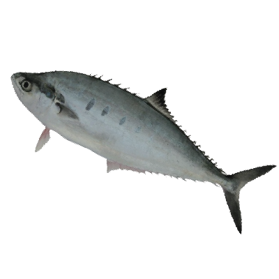 Leather Skin Fish/Scomberoides tol