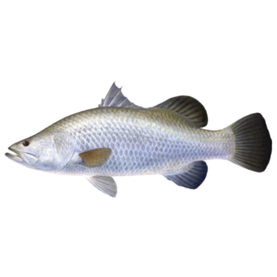 Seabass Fish