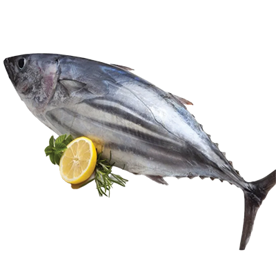 Tuna Fish