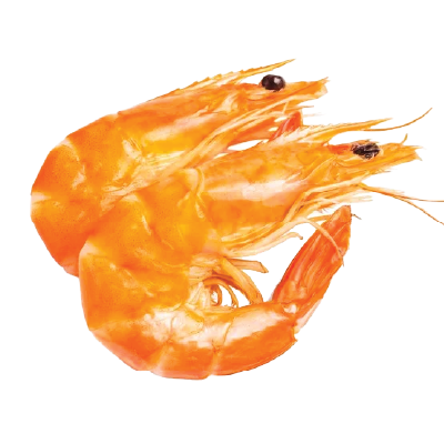 Vannamei Shrimp Cooked HOSO