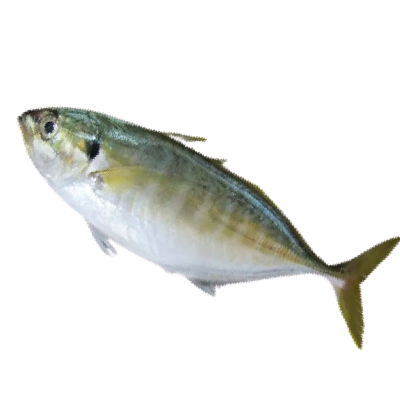 Yellowtail Scad